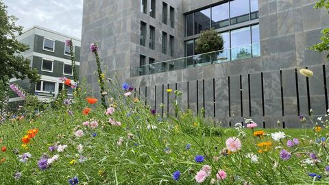 Das Außengebäude des Hessischen Ministeriums der Finanzen sowie eine Blumenwiese